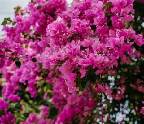 Are Bougainvillea Flowers Poisonous to Dogs? A Detailed Exploration