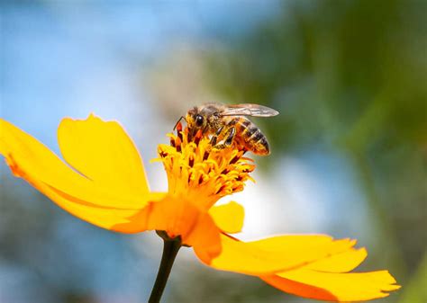 how are bees and flowers mutualism do they dance to music?