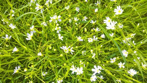 how to get rid of little white flowers in grass