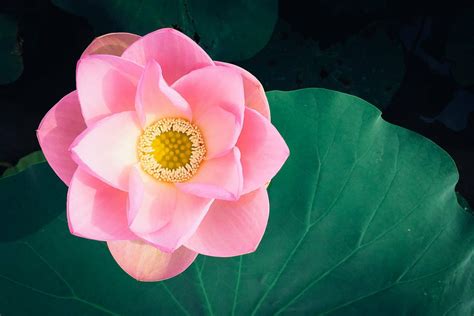 what colors do lotus flowers come in? How does the lotus flower reflect the beauty of nature?