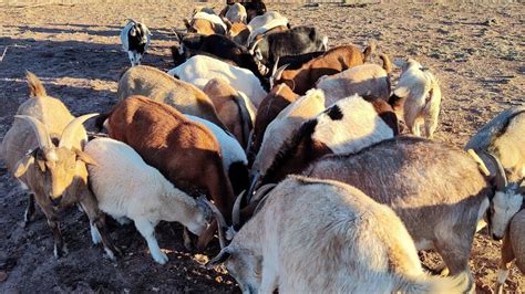 When is Goat Breeding Season: A Multilayered Exploration