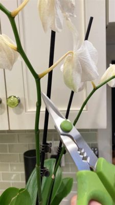 will droopy orchid flowers recover